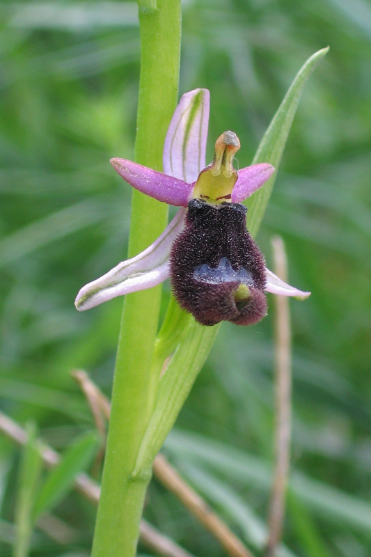 Orchis simia e altro